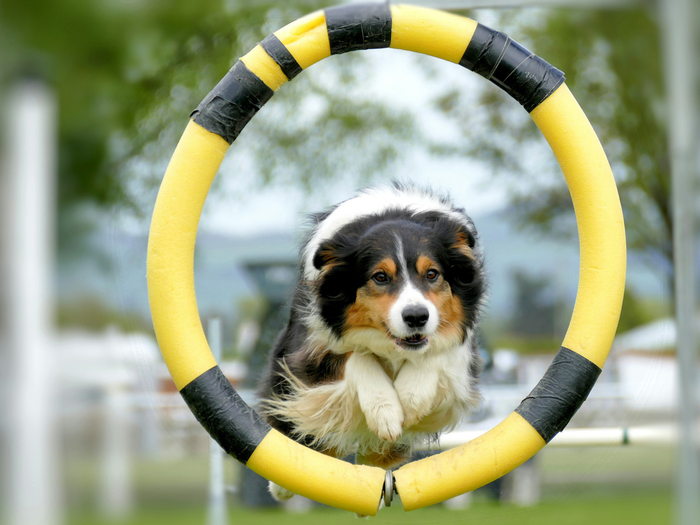 Dog jumping through a hoop, symbolising the challenge of navigating AI interviews